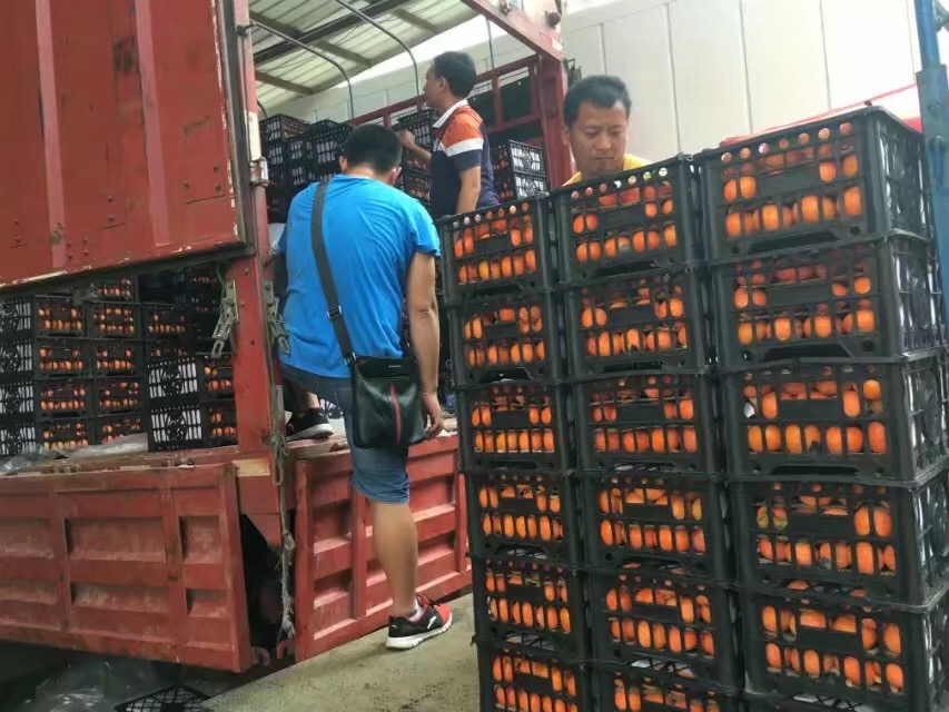 代销水果【图】