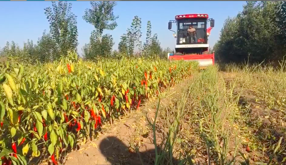 辣椒收獲機在內蒙古