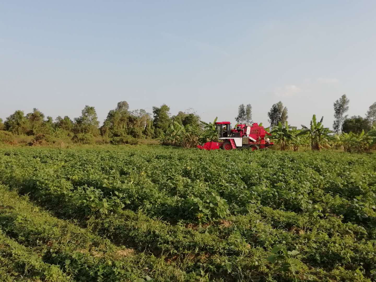 毛豆收獲機在越南
