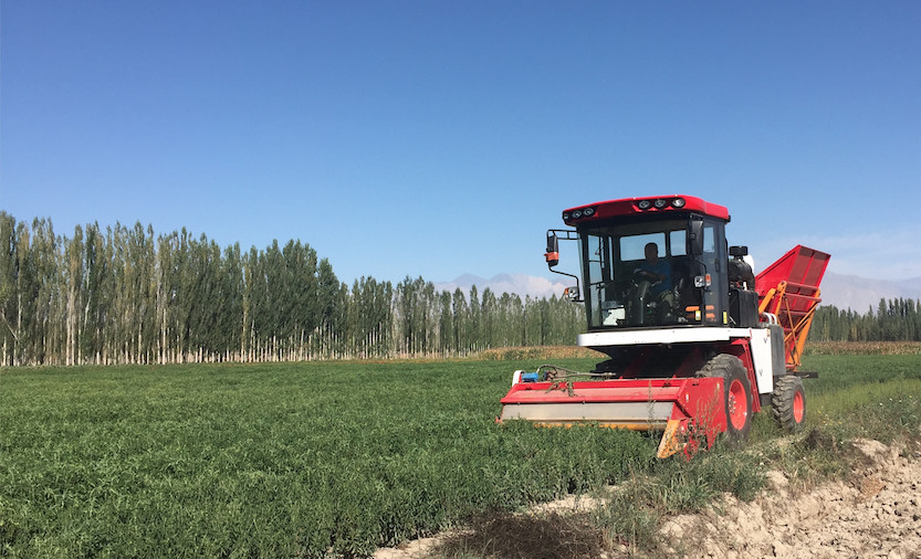 甜葉菊收獲機在新疆