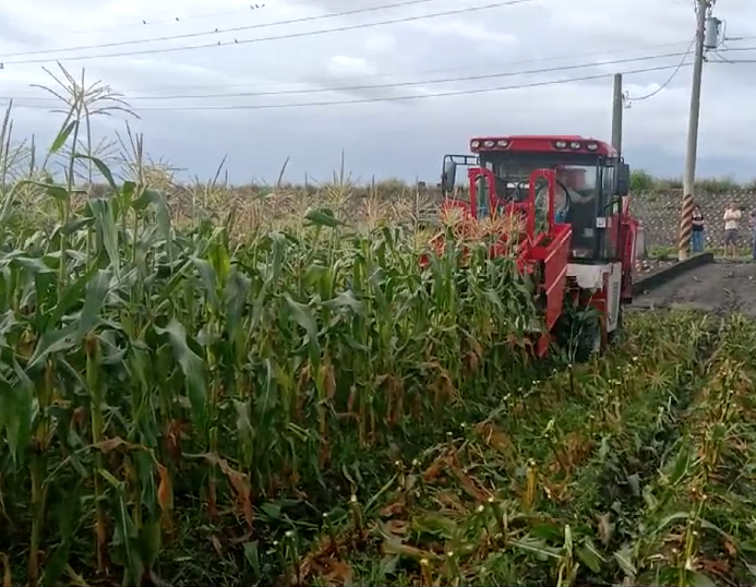 鮮食玉米收獲機在臺灣