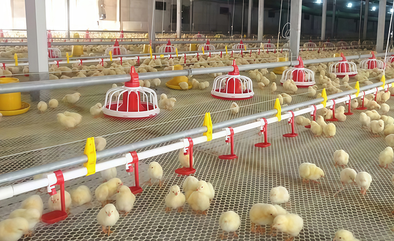 Chicken Water & Feeding Line