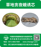 草地貪夜蛾誘芯標(biāo)貼