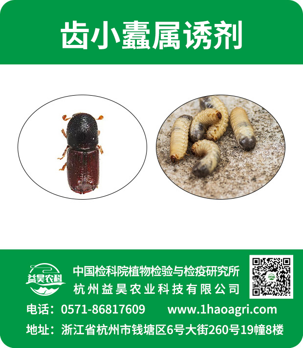 齒小蠹屬誘劑標貼