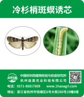 冷杉梢斑螟誘芯標(biāo)貼