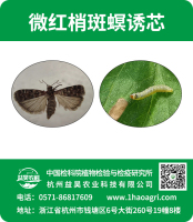 微紅梢斑螟誘芯標(biāo)貼