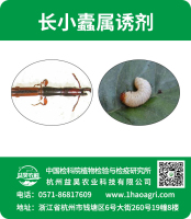 長小蠹屬誘劑標(biāo)貼