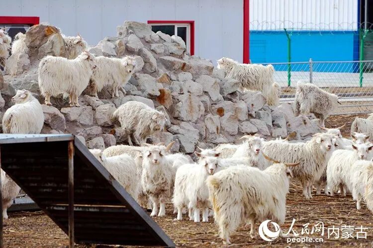 在星光华翔第一牧场里,阿尔巴斯绒山羊有专属的“健身馆”。人民网记者 苗阳摄