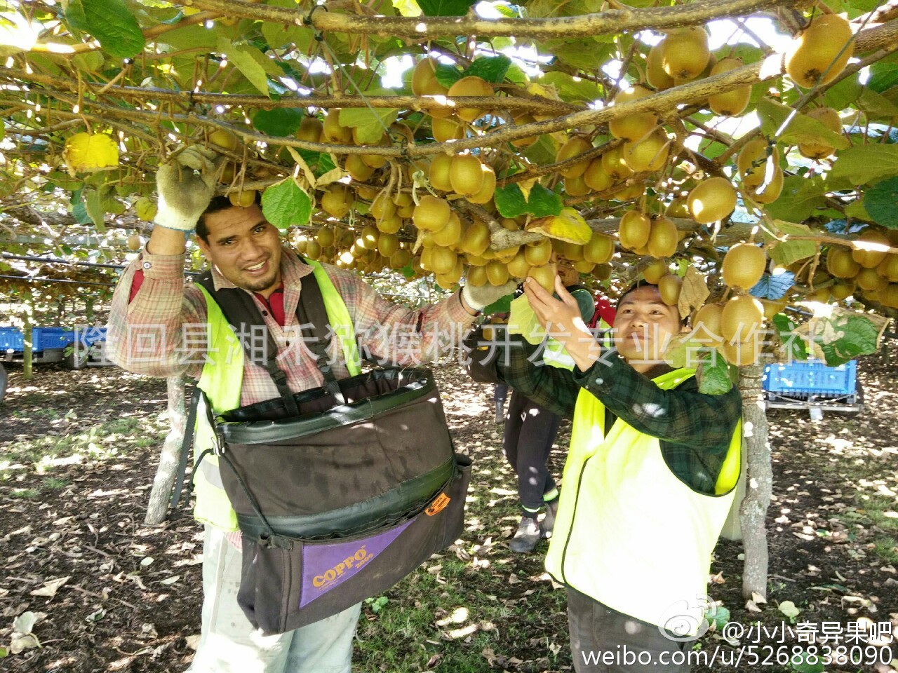 2016年5月赴新西兰考察奇异果种植及加工-3