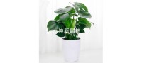 小型观叶植物-微信图片_20200702174802