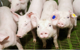 agriculture-asia-autumn-botany-162992