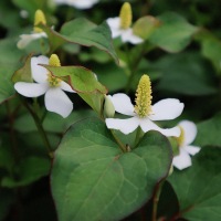鱼腥草-1