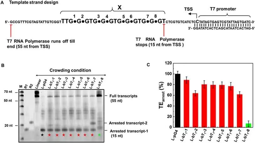 (A) Template DNA sequence where the X region contains the pG4 or buG4 sequences. The T7 promoter region where the T7 RNA polymerase will bind and the TSS where the transcription will start, are highlighted in the template sequence. The bulge positions 1, 2, 3, 4, 5, 6, 7, and 8 are represented as dots. When T7 RNA polymerase stops in front of the G-rich region a 15 nt short RNA will be produced, whereas, when it runs off till the end of the sequence a 55 nt RNA will be produced. Template sequences are shown in Supplementary Table S2. (B) Transcript production of the linear, pG4 and buG4 containing template sequences in the presence of 100 mM KCl and 10 wt% PEG200 as crowding condition. Denaturing gel electrophoresis was used to identify the products of transcription reactions carried out for 120 min at 37°C. The marked lanes represent the transcript formation from the template DNA containing Linear, pG4, bT1-1, bT1-2, bT1-3, bT1-4, bT1-5, bT1-6, bT1-7, and bT1-8. M is the size marker. R1 and R2 are the 15 nt and 20 nt RNA sequences, respectively as markers. The 15nt arrested bands from pG4 and buG4 containing templates are marked with stars. (C) Transcription arrested efficiency (TEarrest) for the template DNA containing pG4 and single bulge buG4s, calculated as the ratio of arrested transcript-1 intensity to total transcript intensity. TEarrest values below 10% are considered as background, hence considered as no arrest.