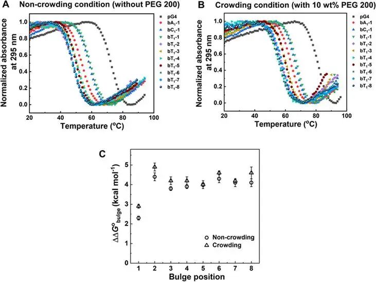 UV-melting curves of pG4 (5 μM) and single bulge containing buG4s (5 μM) in (A) noncrowding conditions containing 1 mM KCl, 10 mM Tris–HCl (pH 7.4 at 37°C) without PEG 200 and (B) crowding conditions containing 1 mM KCl, 10 mM Tris–HCl (pH 7.4 at 37°C) with 10 wt% PEG 200, monitored at 295 nm. (C) The plot of ΔΔG°bulge with different bulge positions under noncrowding and crowding conditions. Here, ΔΔG°bulge = ΔG°37 (buG4)− ΔG°37 (pG4), where ΔG°37 (buG4) and ΔG°37 (pG4) are the free energy change of the buG4s and pG4 at 37°C, respectively.