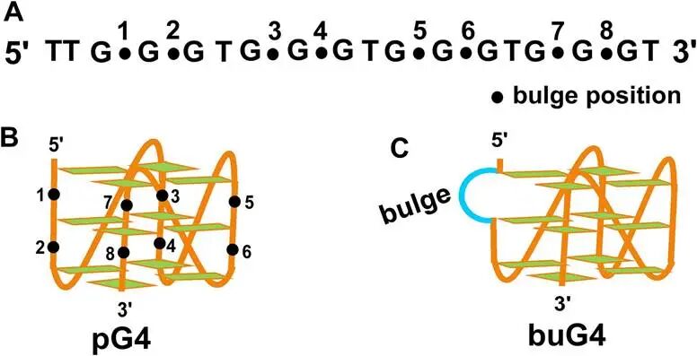 (A)Schematic representation of the G-tracts in a G4 (pG4) sequence with possible bulge positions. The bulge positions are marked with dots and are numbered from 1 to 8. (B) The model structure of a pG4 where the bulge positions are assigned as dots. (C) Example of a buG4 structure with a bulge at position 1. The bulge region is represented as a curved line.