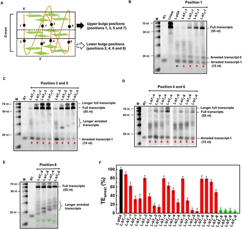 (A) The bulge positions in a G4 structure are separated in two categories. The upper region includes the bulge positions 1, 3, 5, and 7 and the lower region includes the bulge positions 2, 4, 6, and 8. Denaturing gel electrophoresis results for the transcript production containing template sequences with bulges at (B) position 1, (C) positions 3 and 5, (D) positions 4 and 6, and (E) position 8 under crowding condition. Denaturing gel electrophoresis was used to identify the products of transcription reactions carried out for 120 min at 37°C. The marked lanes represent the templates containingLinear, pG4 and buG4s with bulges at position 1 (bT1-1, bT2-1, bT4-1, and bT6-1), at positions 3 and 5 (bT1-3, bT2-3, bT4-3, bT6-3, bT1-5, bT2-5, bT4-5, and bT6-5), at positions 4 and 6 (bT1-4, bT2-4, bT4-4, bT6-4, bT1-6, bT2-6, bT4-6 and bT6-6) and at position 8 (Tb1-8, Tb2-8, Tb4-8, and Tb6-8), in crowding condition. M is the size marker. The 15 nt arrested bands from pG4 and buG4 containing templates are marked with stars. (F) The transcription arrested efficiency (TEarrest) from each template DNA under crowding condition. TEarrest values below 10% are considered as no arrest.