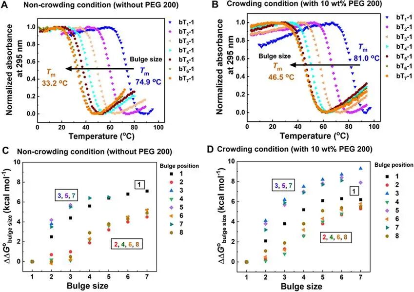 UV-melting curves of buG4s (5 μM) with varied bulge size at position 1 in (A) noncrowding condition containing 10 mM KCl, 10 mM Tris–HCl buffer (pH 7.4 at 37°C) without PEG 200 and (B) crowding condition containing 10 mM KCl, 10 mM Tris–HCl (pH 7.4 at 37°C) with 10 wt% PEG 200, monitored at 295 nm. The plot of ΔΔG°bulge size with increasing bulge size at various bulge positions under (C) noncrowding and (D) crowding conditions (with 10 wt% PEG200). Here, ΔΔG°bulge size = ΔG°37 (longer bulge)− ΔG°37 (single bulge), ΔG°37 (longer bulge), and ΔG°37 (single bulge) are the free energy change of the buG4s with longer bulges (2–7 nt) and buG4s with single bulge at 37°C, respectively.