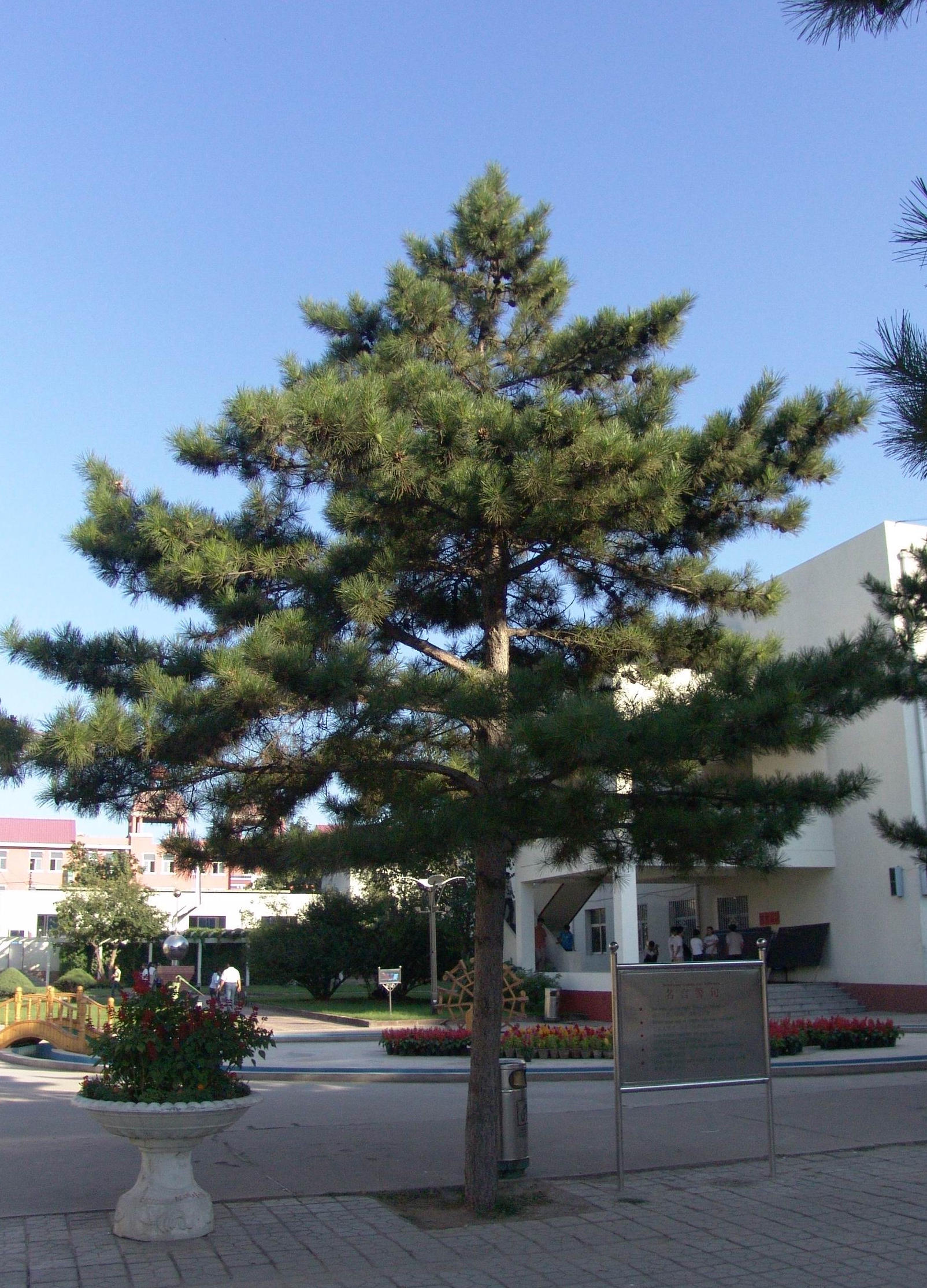 校树1