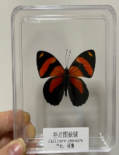 蝴蝶标本