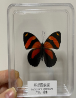 蝴蝶标本