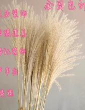 芦苇