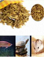 面包虫干