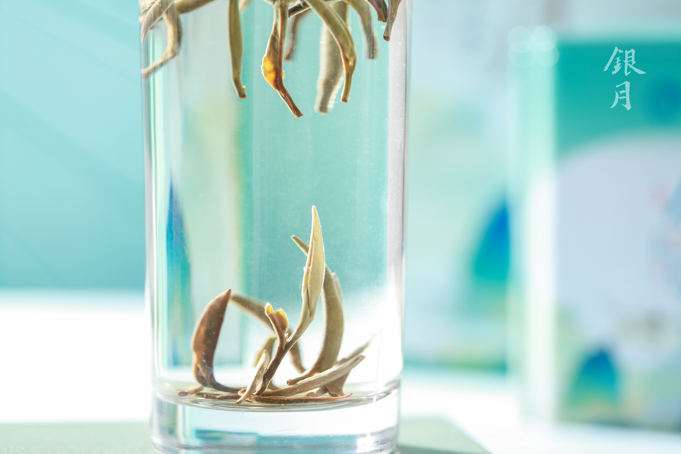 银月白毫银针-IMG_4933