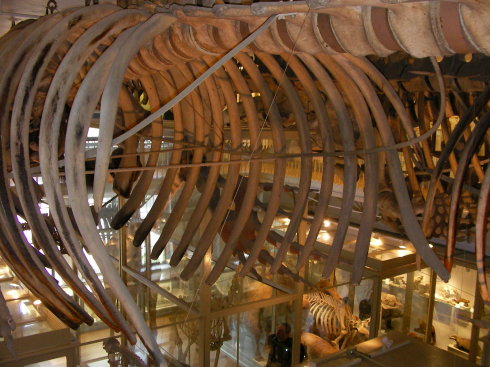 哈佛大学自然历史博物馆