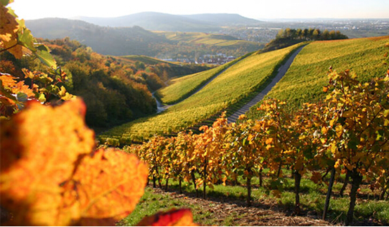 旧金山纳帕酒庄