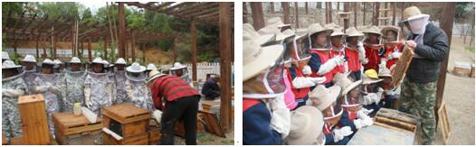 蜜蜂研学-蜜蜂图片