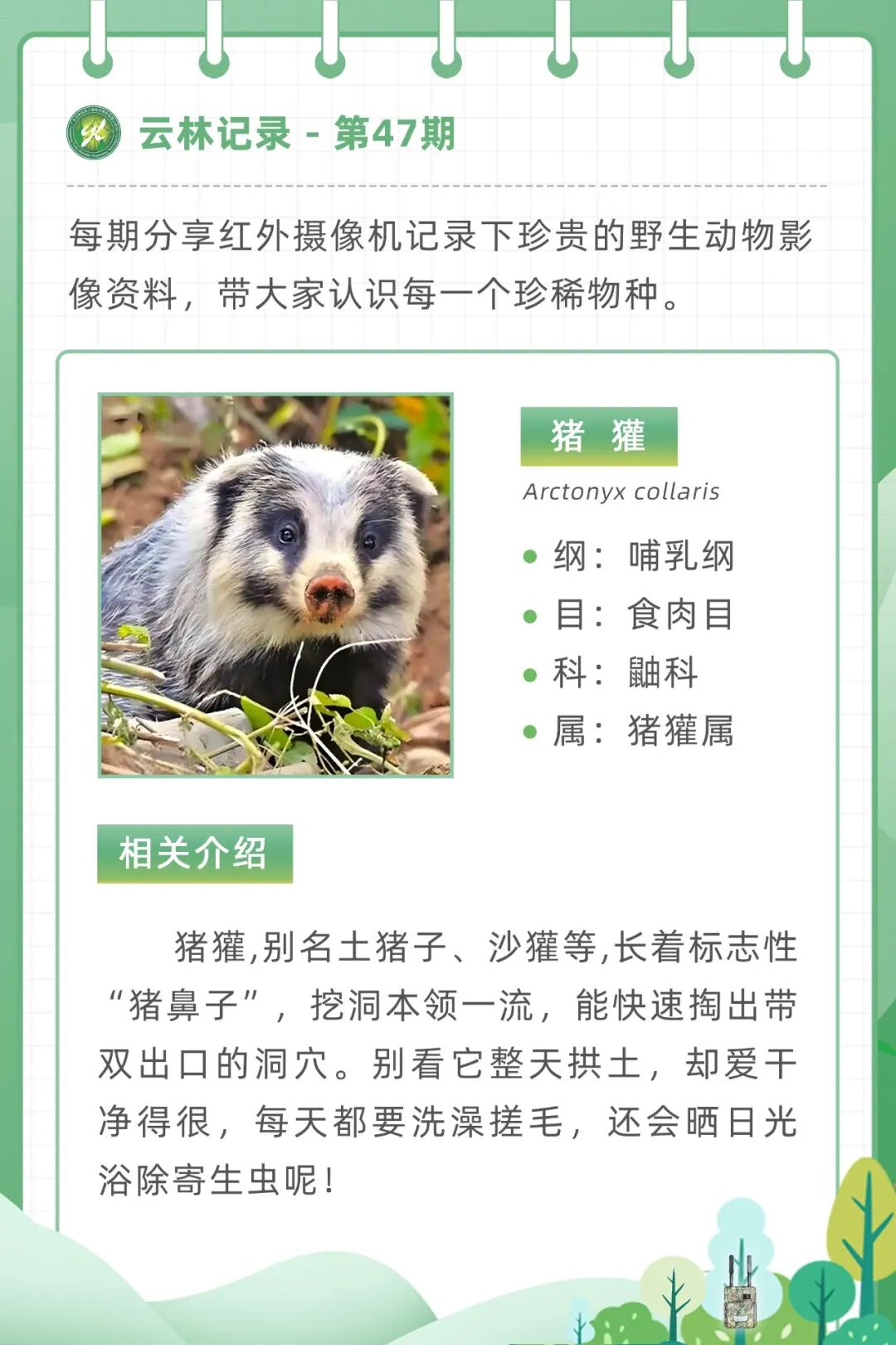 云林记录 | 猪獾,“獾”门三杰中的显眼包-广东云林信息工程技术股份有限公司