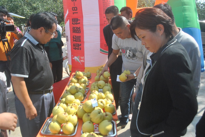 梨王PK大赛评为打分