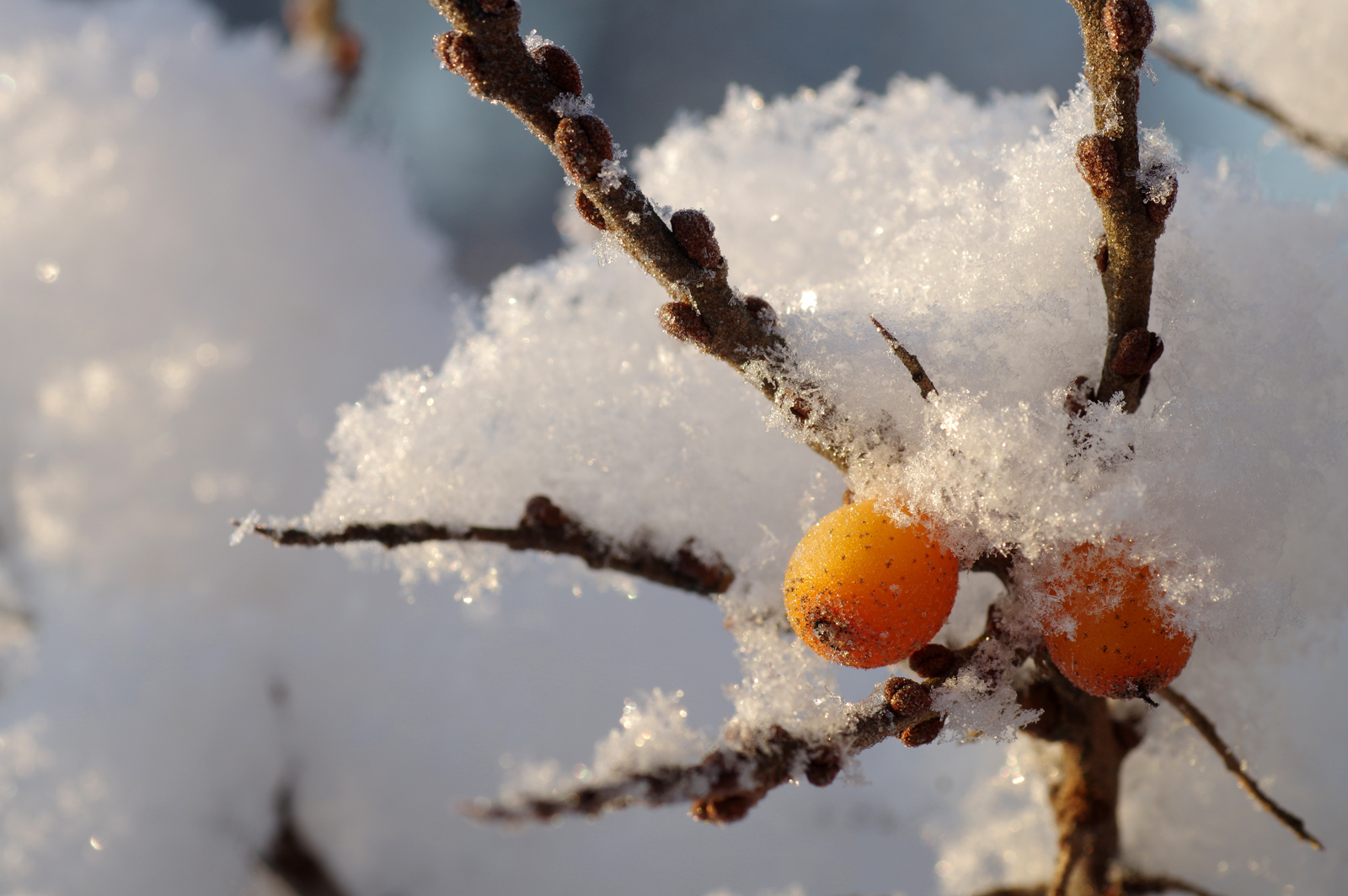 24165756216_7b0b749eef_o