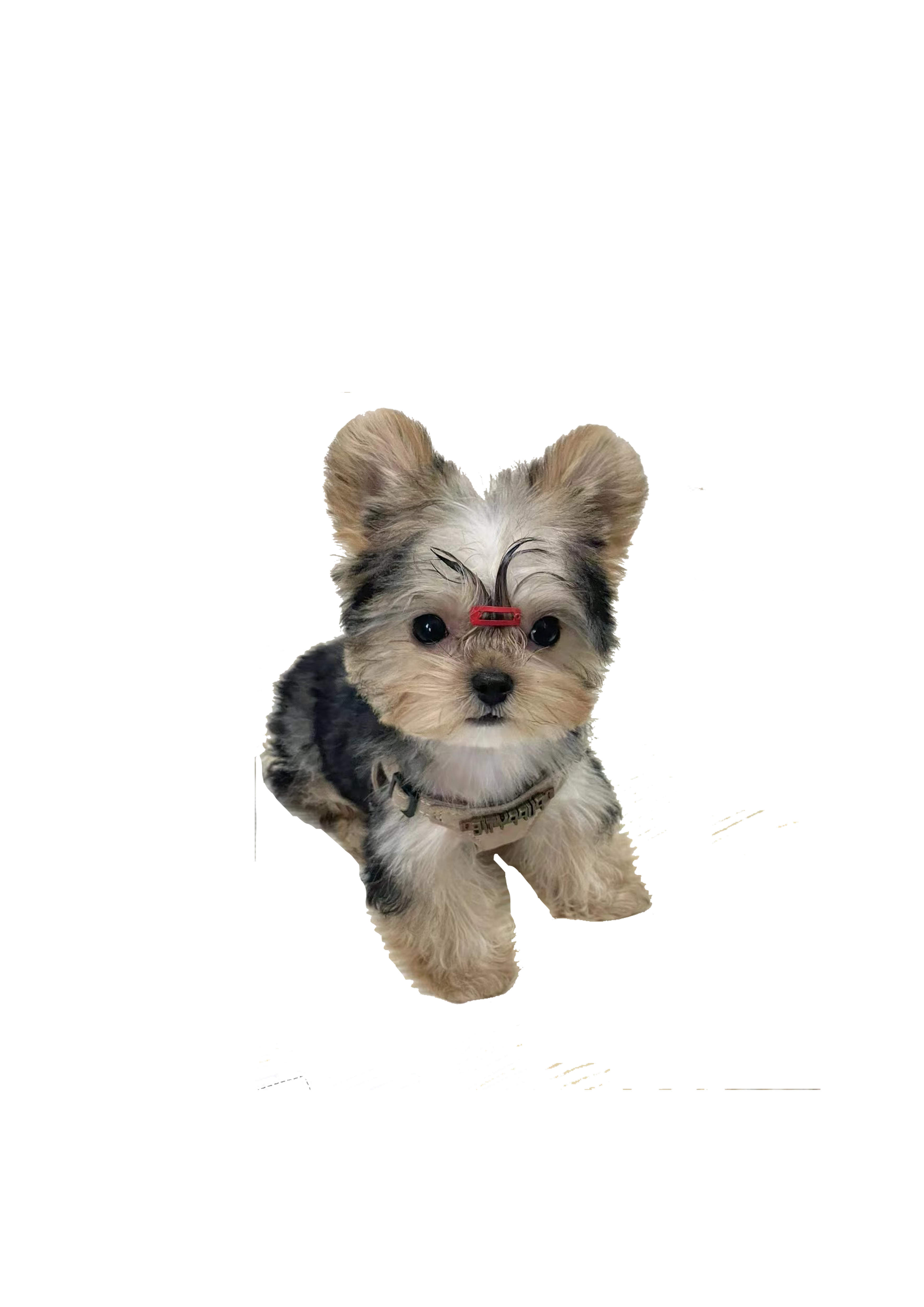 姓名：Pickle   性别：靓仔  属性：嘤嘤怪