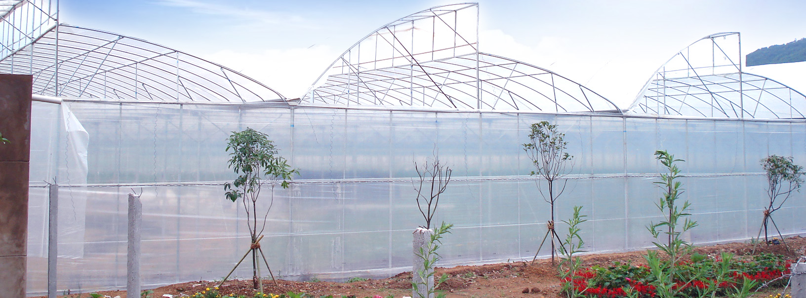 2顶部垂直开窗温室