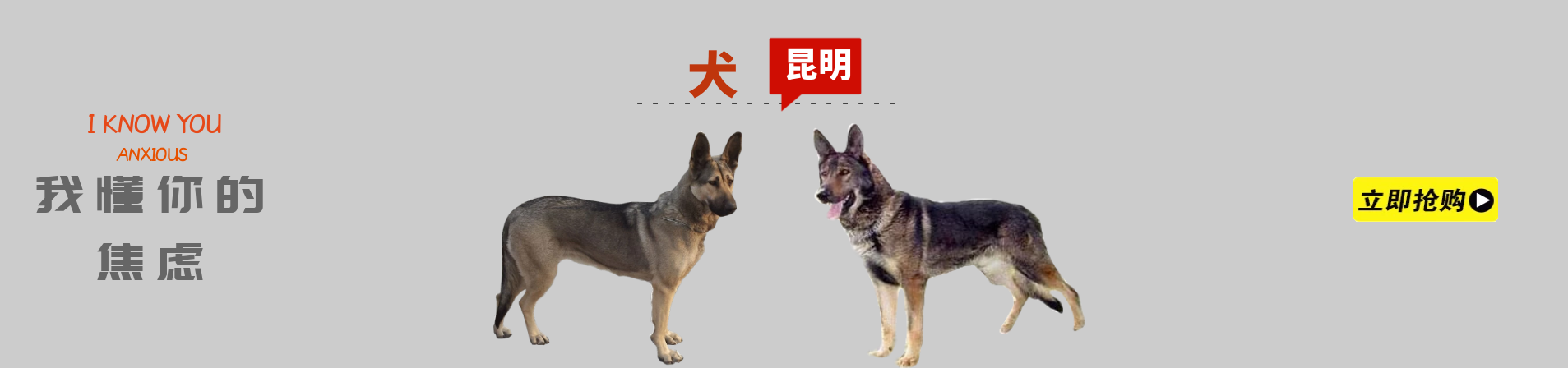 昆明犬幼犬>>立即购买
