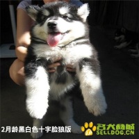 2月龄黑白色十字脸狼版1