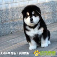 2月龄黑白色十字脸熊版1