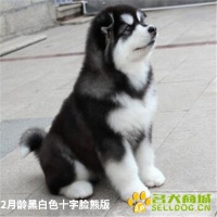 2月龄黑白色十字脸熊版2