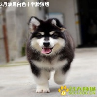 3月龄黑白色十字脸狼版2