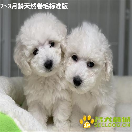 2月龄比熊天然卷毛标准版4