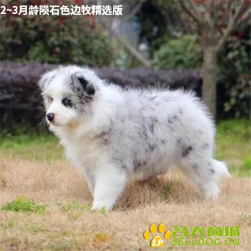 2~3月龄陨石色边牧精选版1