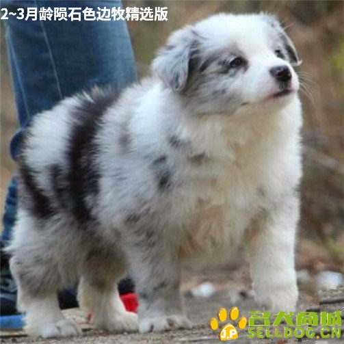 2~3月龄陨石色边牧精选版4