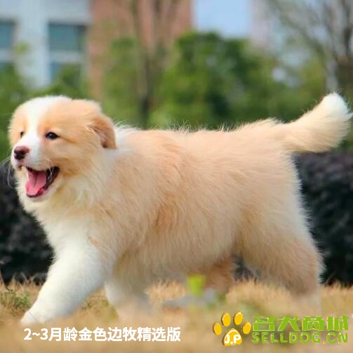 金色边牧01