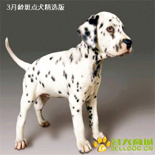 3月龄斑点狗精选版2