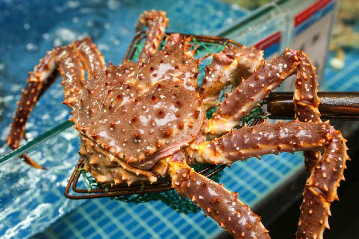 帝王蟹-进口海鲜