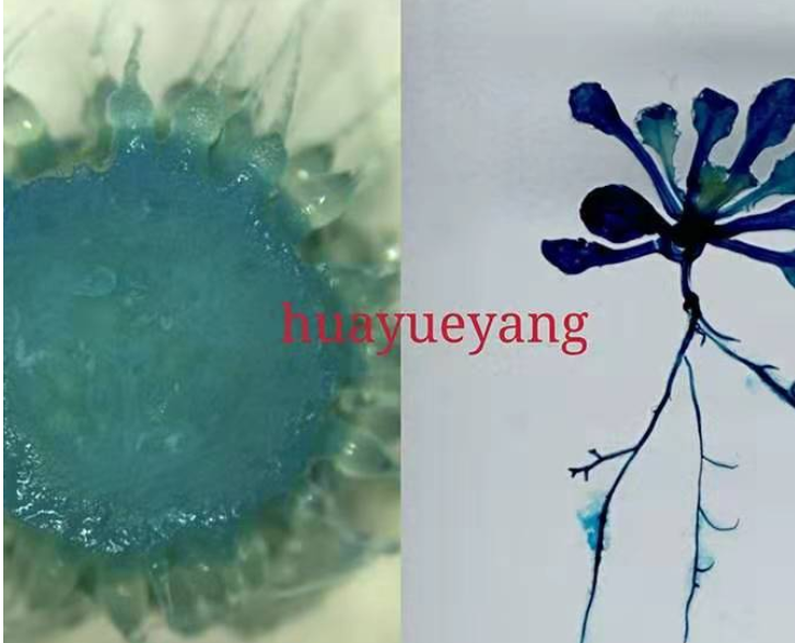 gus染色液，gus染色试剂盒