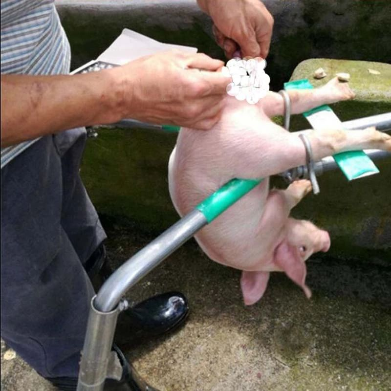 猪舍架-4