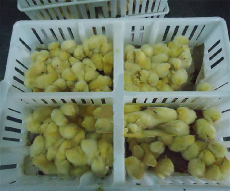 塑料小鸡笼-7
