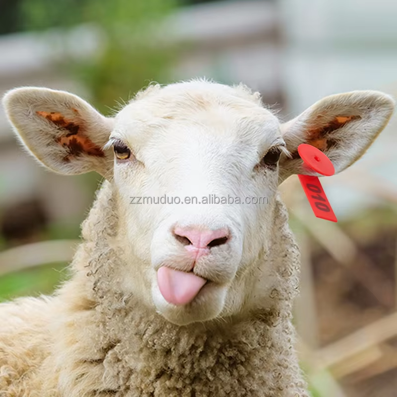 Close-upphotoofsheepwearingredpre-numberedTPUeartagonitsear